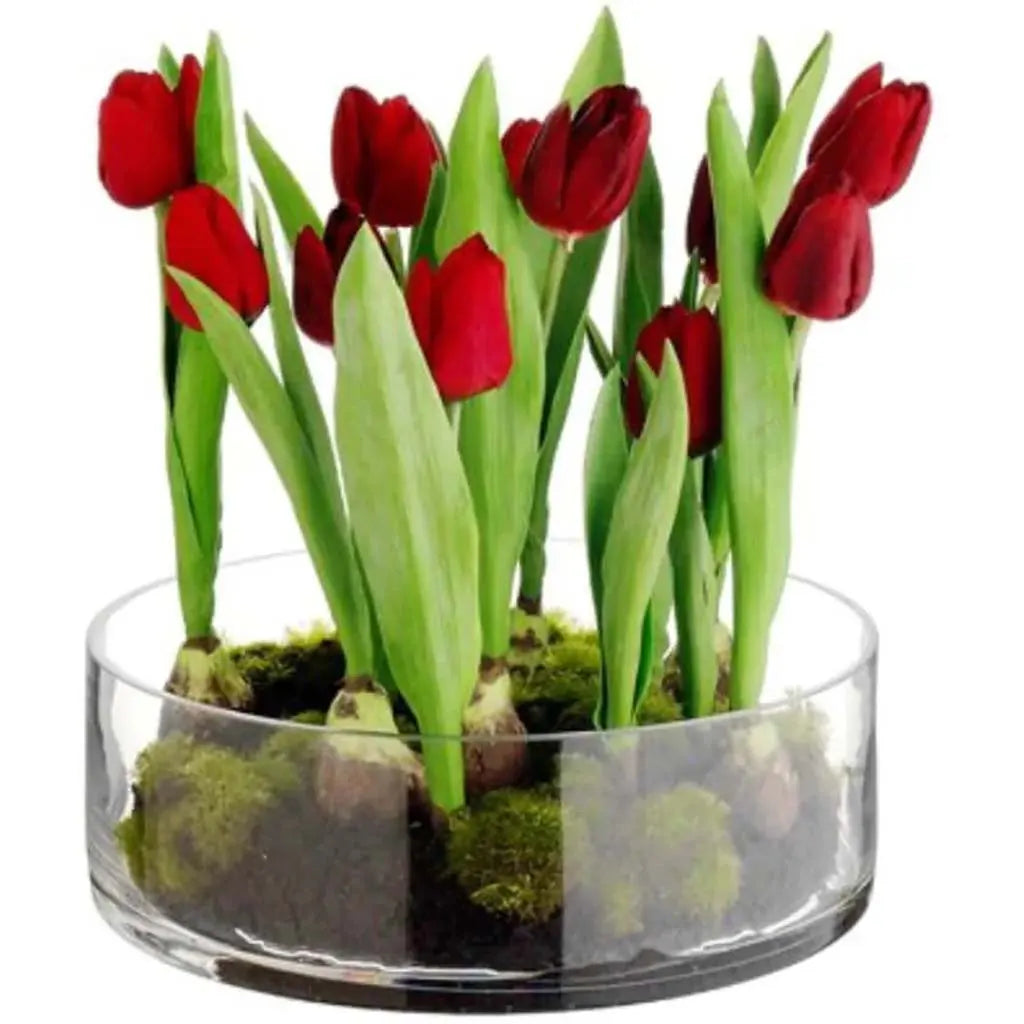 Tulip with Bulb in Glass Vase 12in, Red