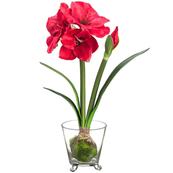 Amaryllis with Bulb in Glass Vase 22in, Red