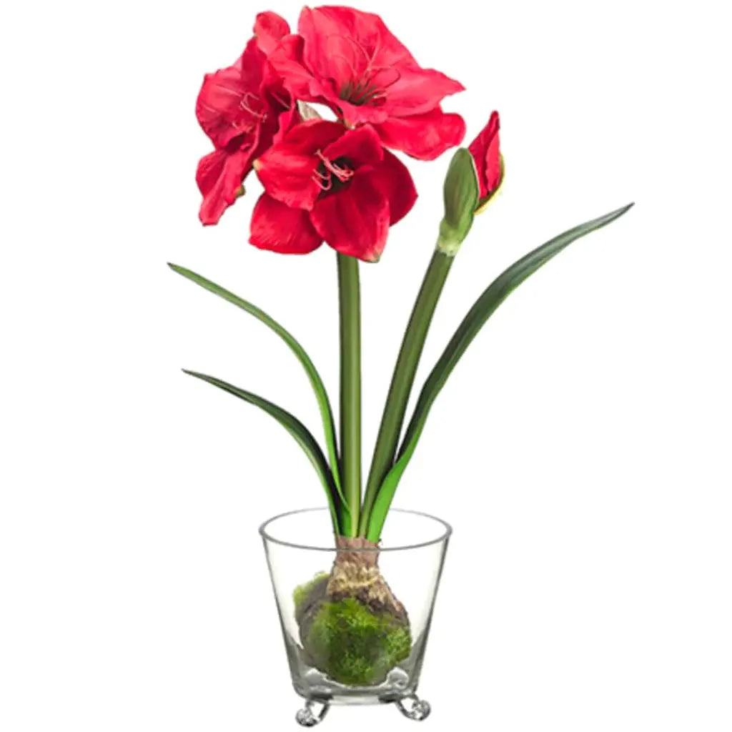 Amaryllis with Bulb in Glass Vase 22in, Red