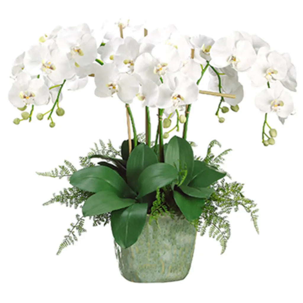Phalaenopsis Orchid / Lace Fern in Ceramic Square Pot 28in H x 25in W x 20in L, White, Green