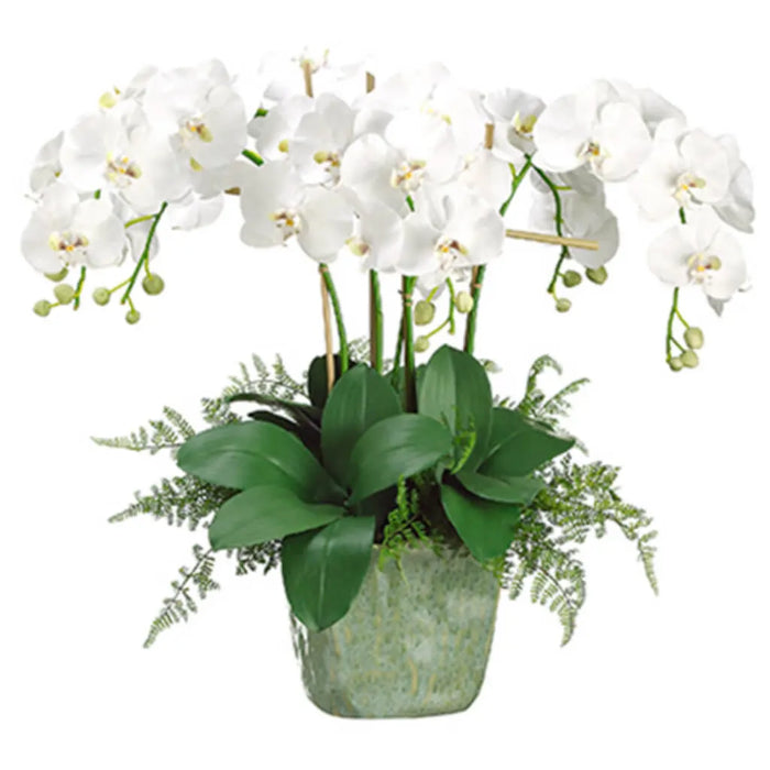 Phalaenopsis Orchid / Lace Fern in Ceramic Square Pot 28in H x 25in W x 20in L, White, Green