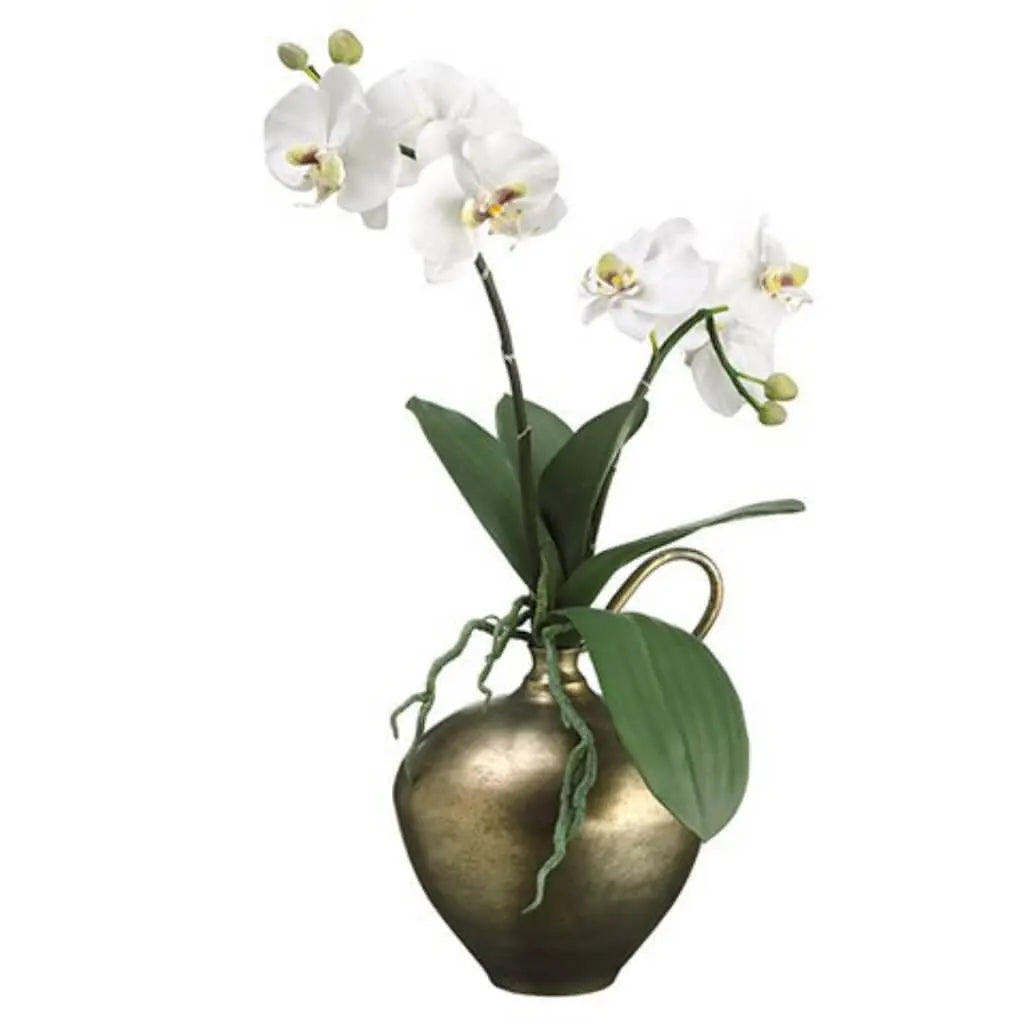 Phalaenopsis in a Vase 24in H x 9in W x 12in L