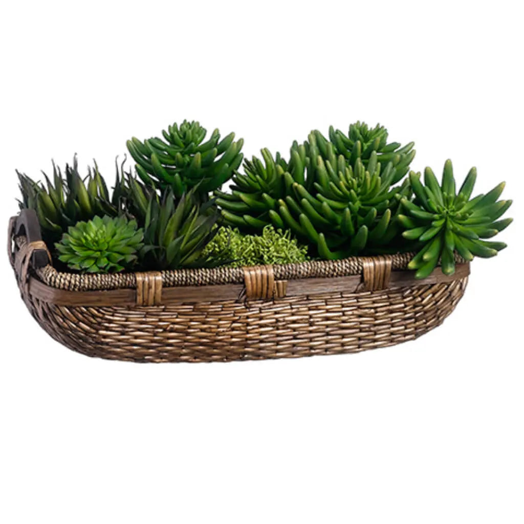 Echeveria / Agave in Basket 11in H x 12in W x 22in L, Green