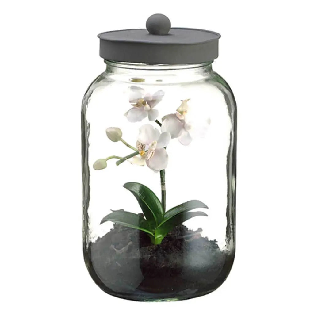 Phalaenopsis Orchid in a Glass Jar with Lid, Mini, 11in, White