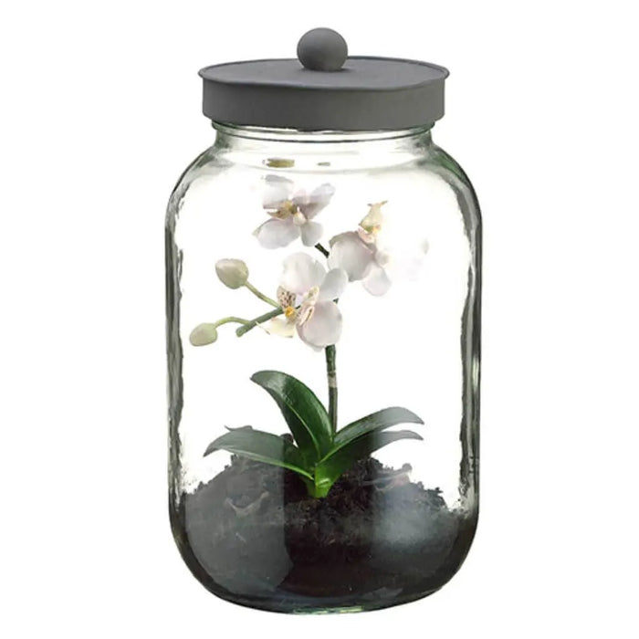Phalaenopsis Orchid in a Glass Jar with Lid, Mini, 11in, White
