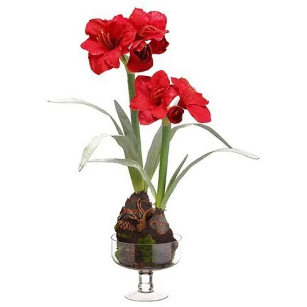 Amaryllis in Glass Vase 30.5in H x 10in W x 14in L