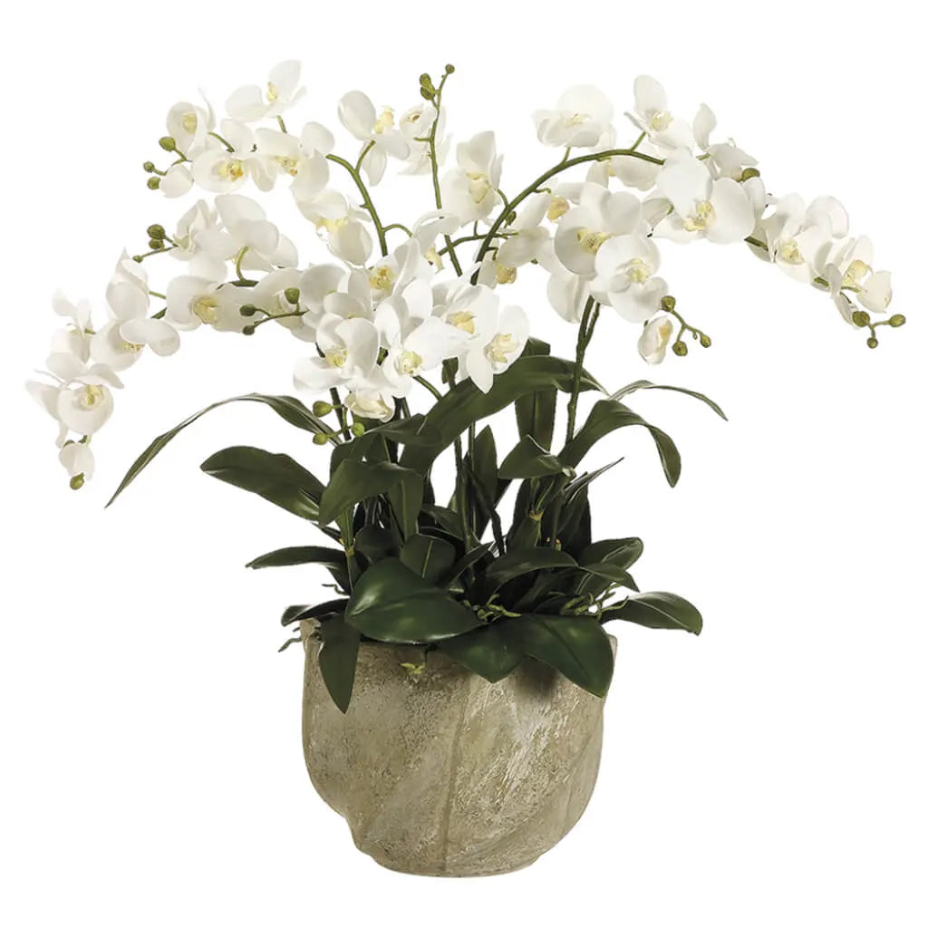 Phalaenopsis Orchid in Star Pot 30in H x 29in W x 29in L, White