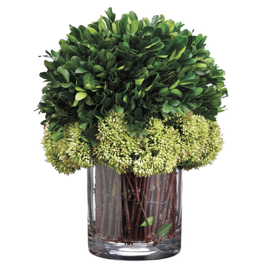 Preserved Boxwood in Glass Vase 11in H x 8in W x 8in L, Green