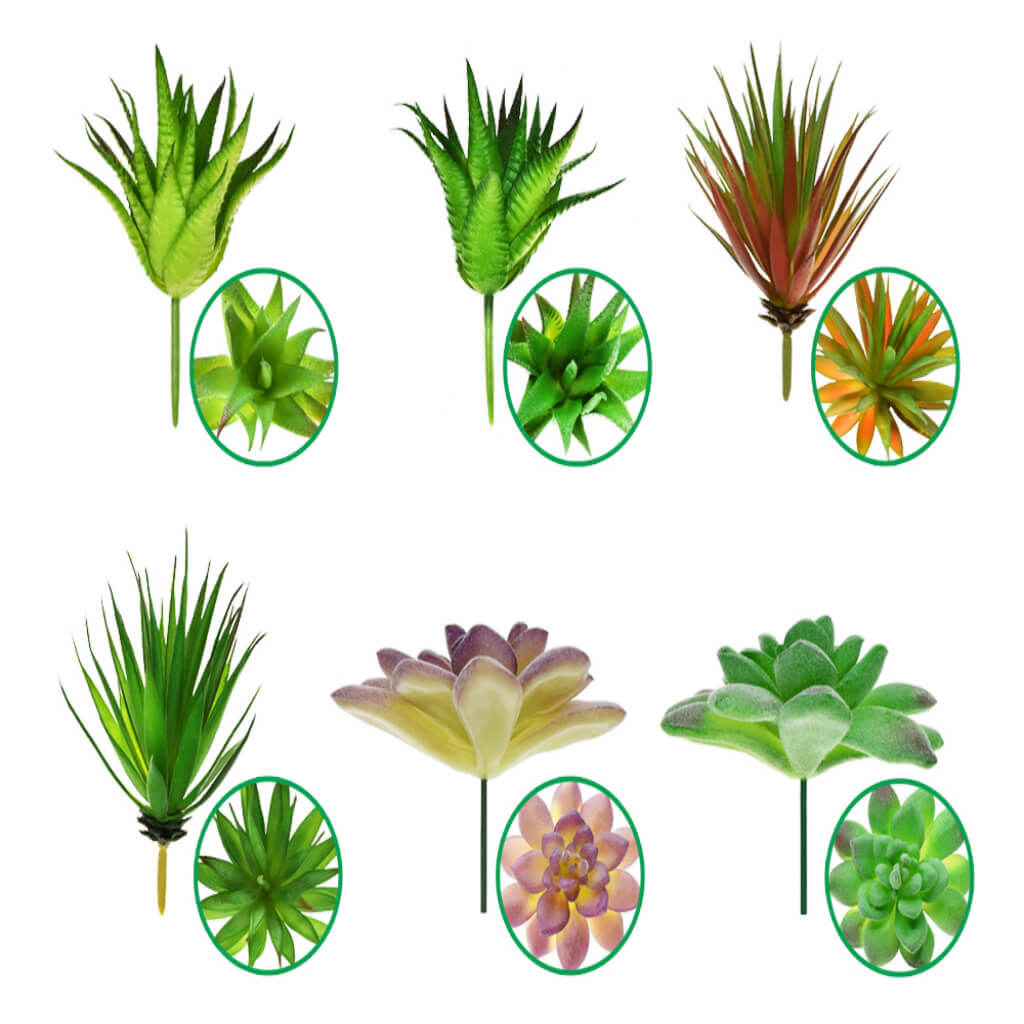 Succulents: Large Series PDQ Asst 8 each x 6 styles