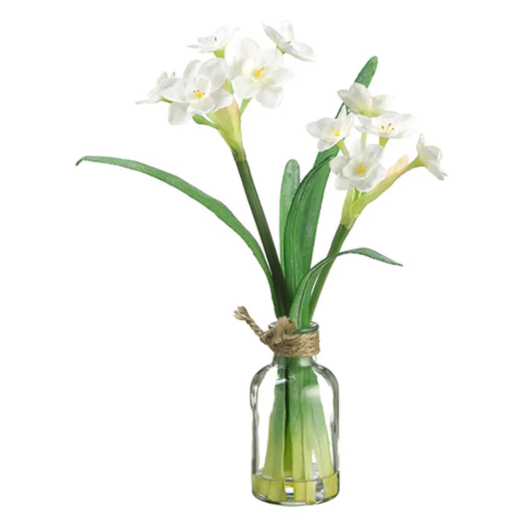 Narcissus in Glass Vase, 11in, White