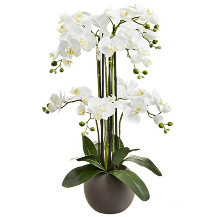 Phalaenopsis Orchid Plant x9 Stems, 33.5in, White