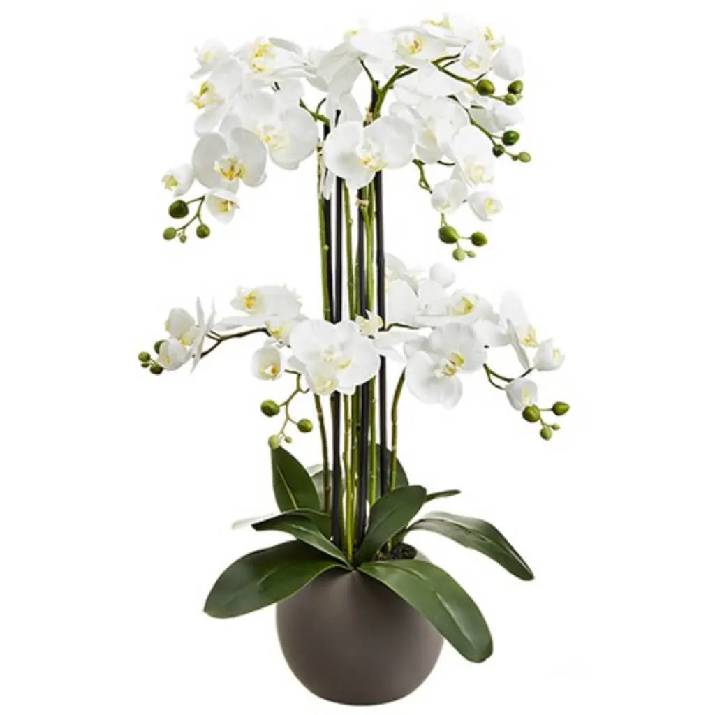 Phalaenopsis Orchid Plant x9 Stems, 33.5in, White