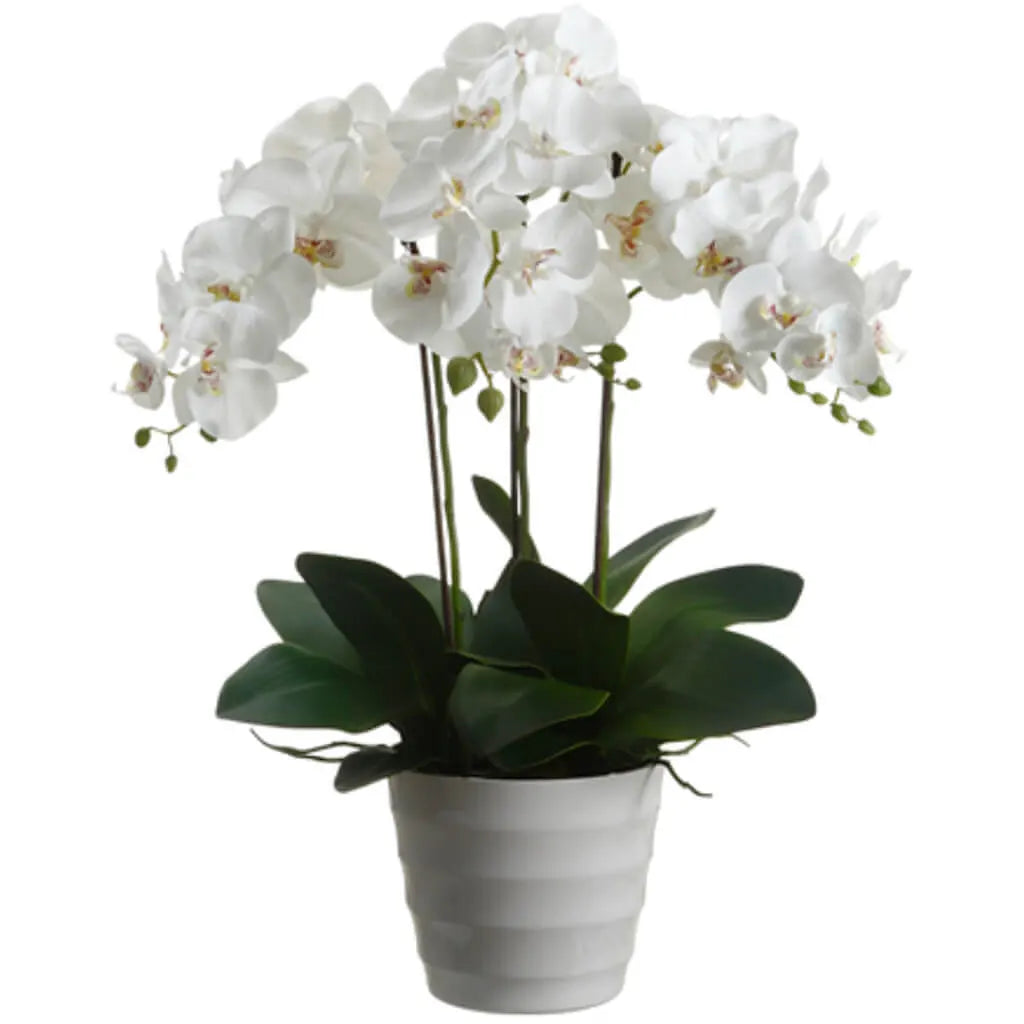 Phalaenopsis Orchid Plant in Plastic Pot, 28in, White