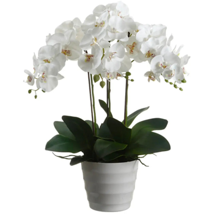 Phalaenopsis Orchid Plant in Plastic Pot, 28in, White