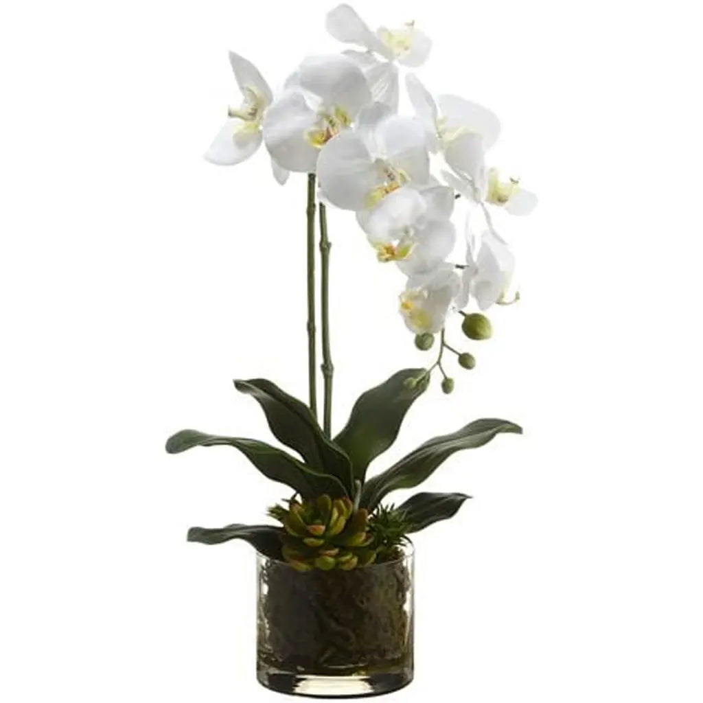 Phalaenopsis Orchid Plant / Echeveria in Glass Vase 20in, White