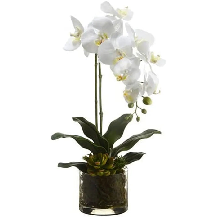 Phalaenopsis Orchid Plant / Echeveria in Glass Vase 20in, White