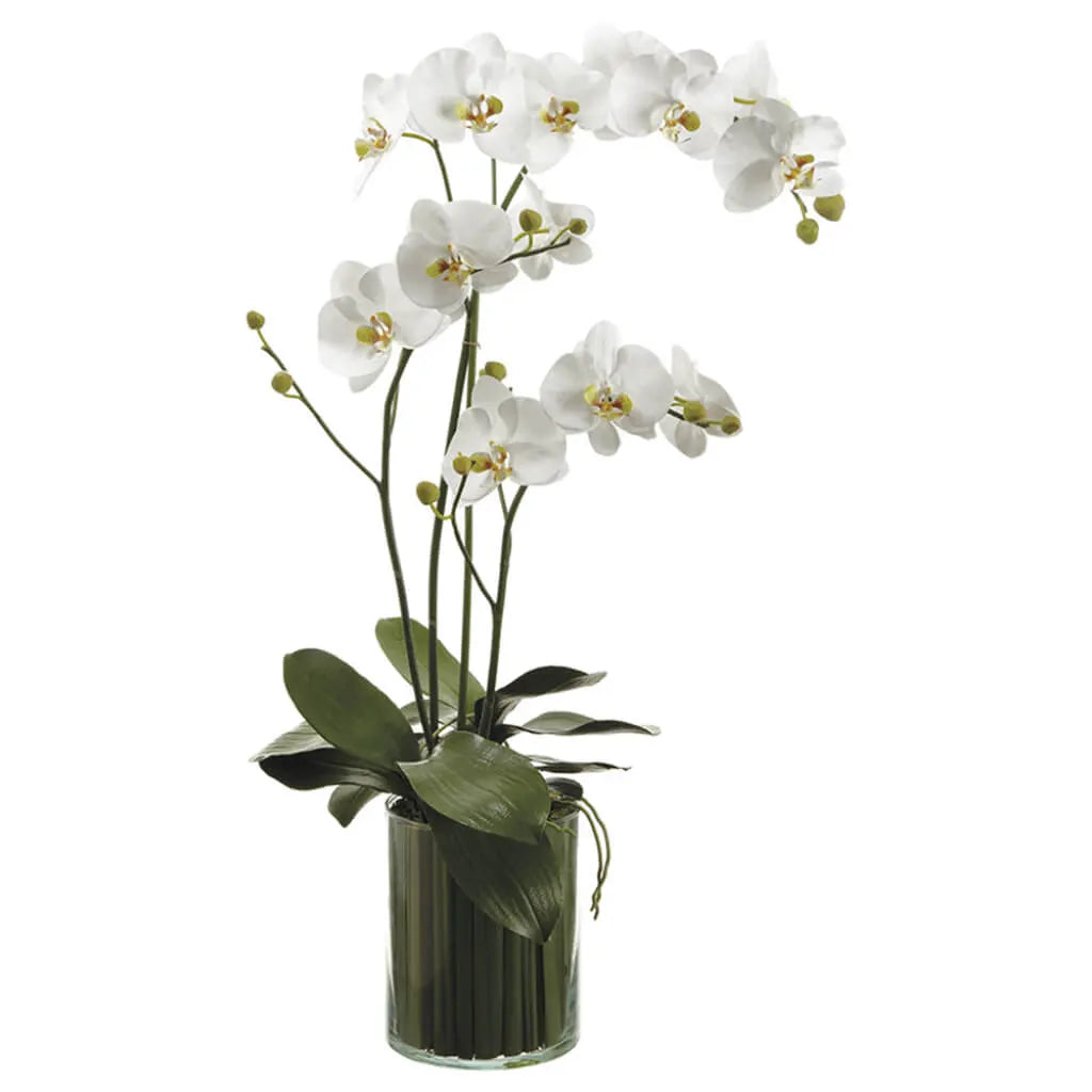 Phalaenopsis Orchids in Soil Glass Vase 36in H x X9in W x X22in L, White