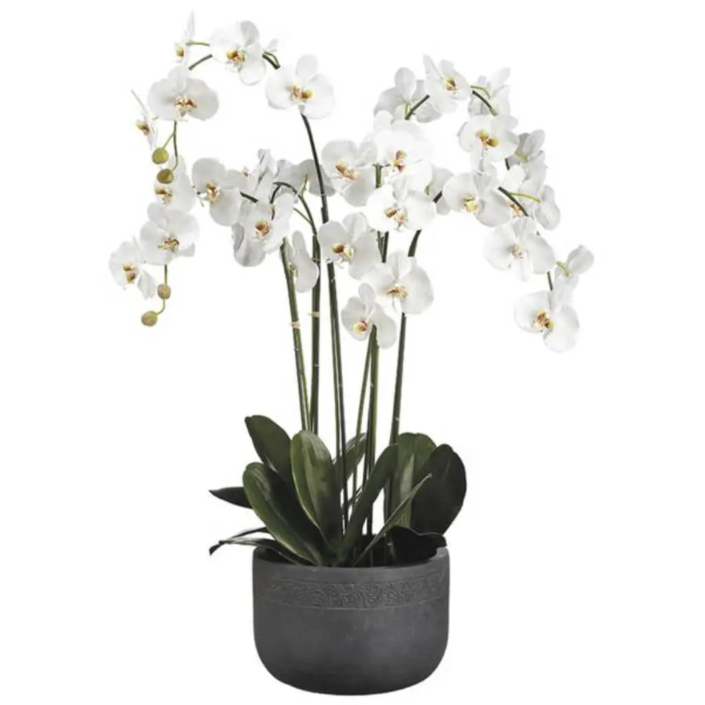 Phalaenopsis Orchid Plant In Fiber Clay Planter, 52in H x 27in W x 32.5in L, White