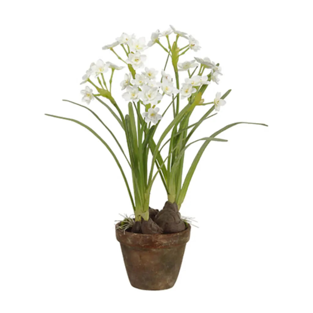 Daffodil with Bulb in Cement Pot,  19in White