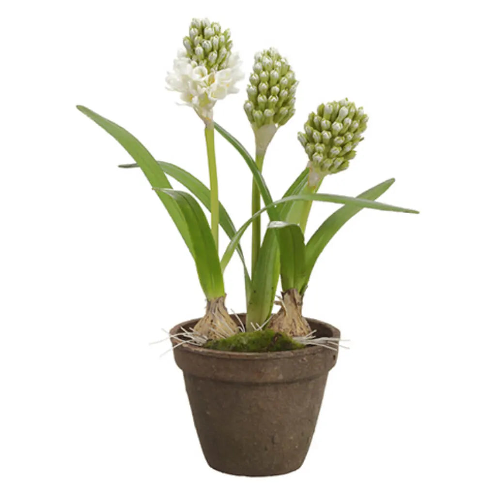 Hyacinth with Bulb in Cement Pot, 15.5in White, Green