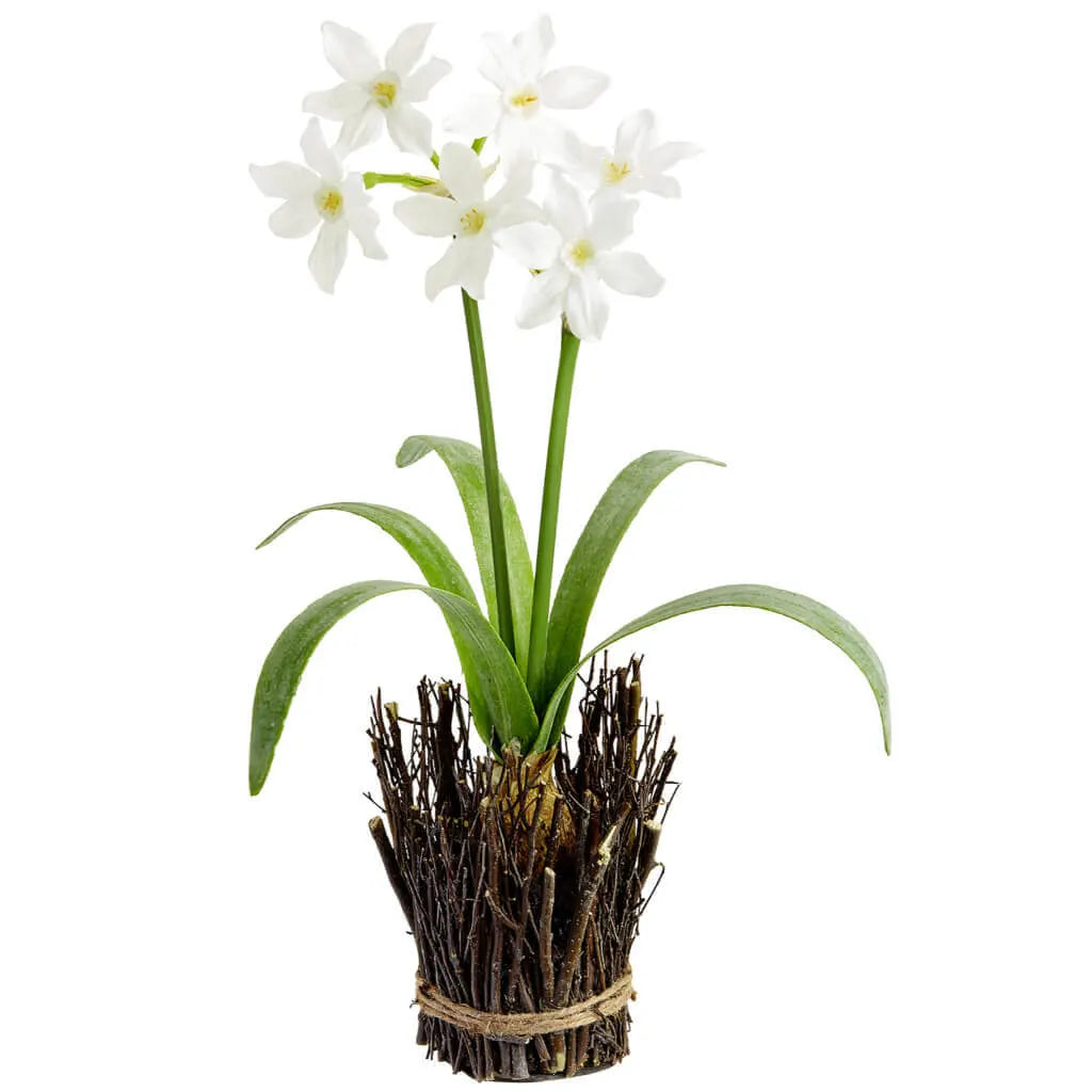 Narcissus with Bulb in Twig Container 18in, White