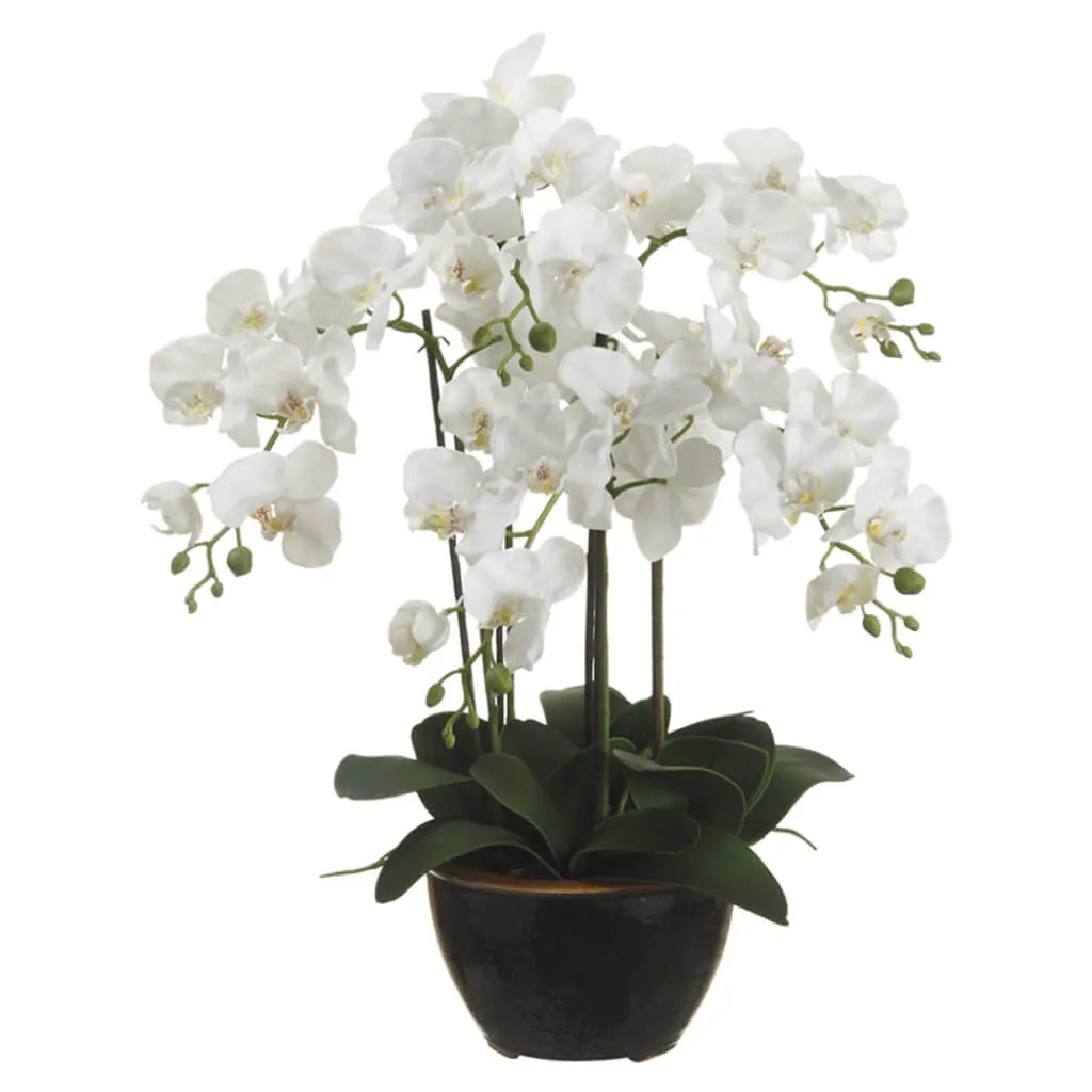 Phalaenopsis Orchid Plant in Ceramic Pot, 24in, White