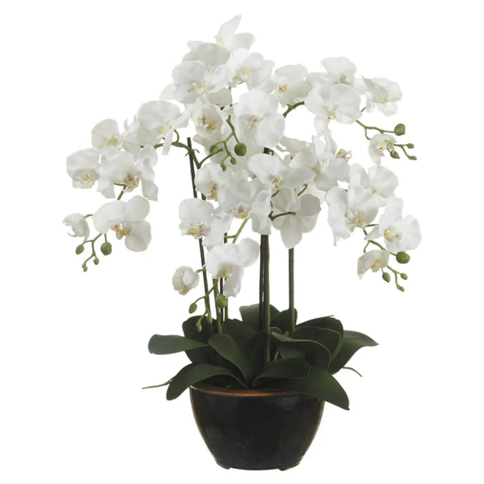 Phalaenopsis Orchid Plant in Ceramic Pot, 24in, White