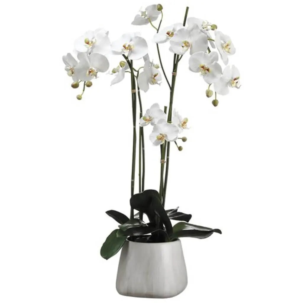 Phalaenopsis Orchid Plant in Terra Cotta Pot 35in H x 15.5in W x 28in L, White