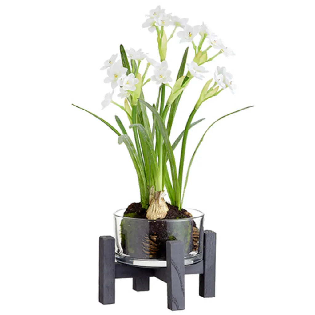 Paperwhite in Glass Vase with Stand 18in