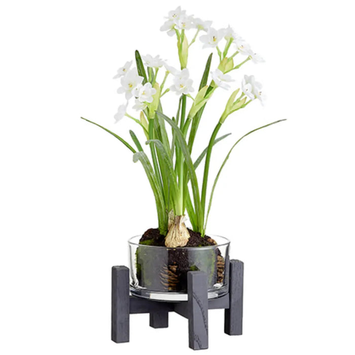 Paperwhite in Glass Vase with Stand 18in