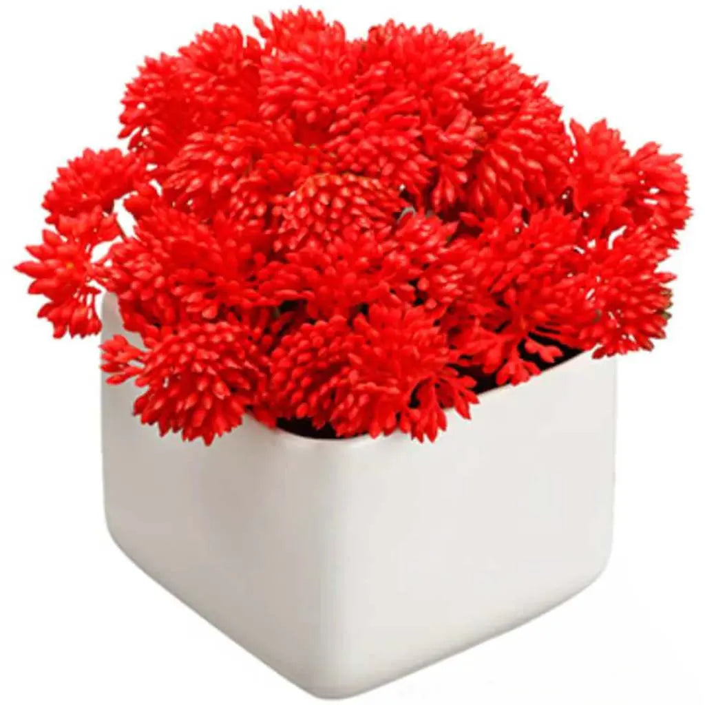 Sedum in Terra Cotta Pot 5in, Red