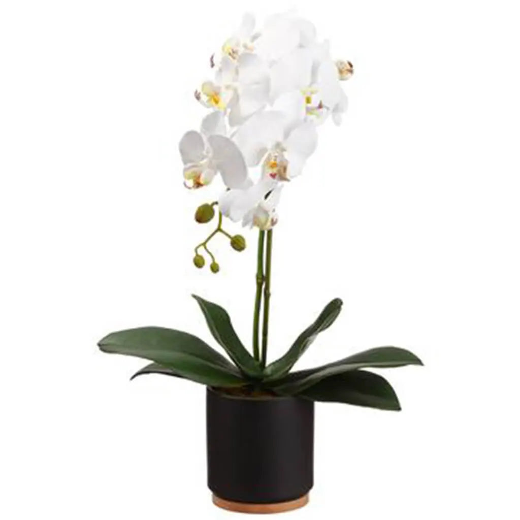 Phalaenopsis Orchid Plant in Ceramic Pot, 20in, White