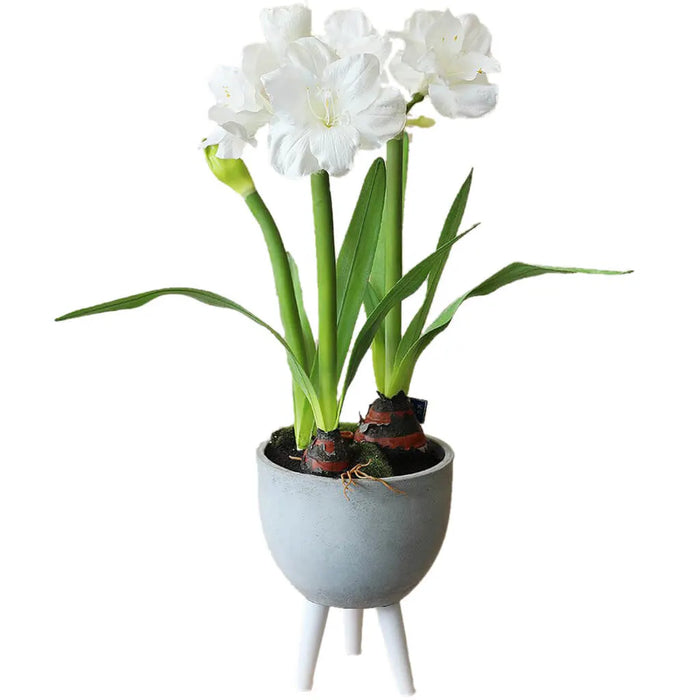 Amaryllis with Bulb in Planter, 33in, White