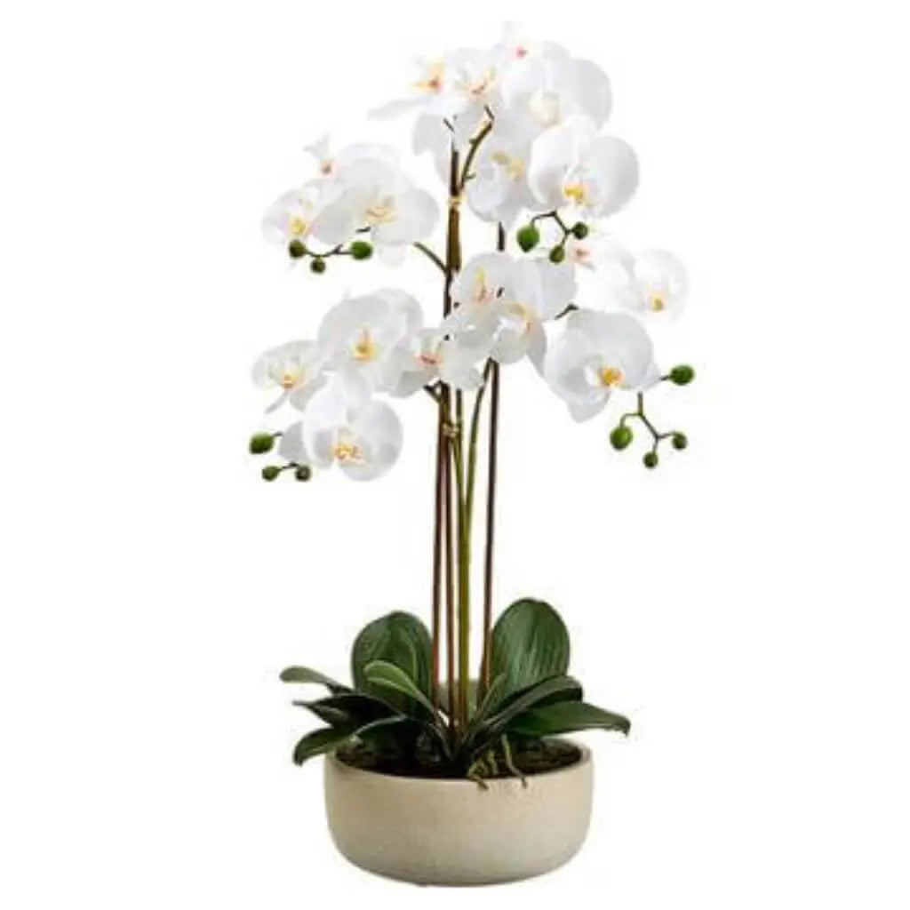 Phalaenopsis Orchid Plant in 4in Cement Pot, 25in White