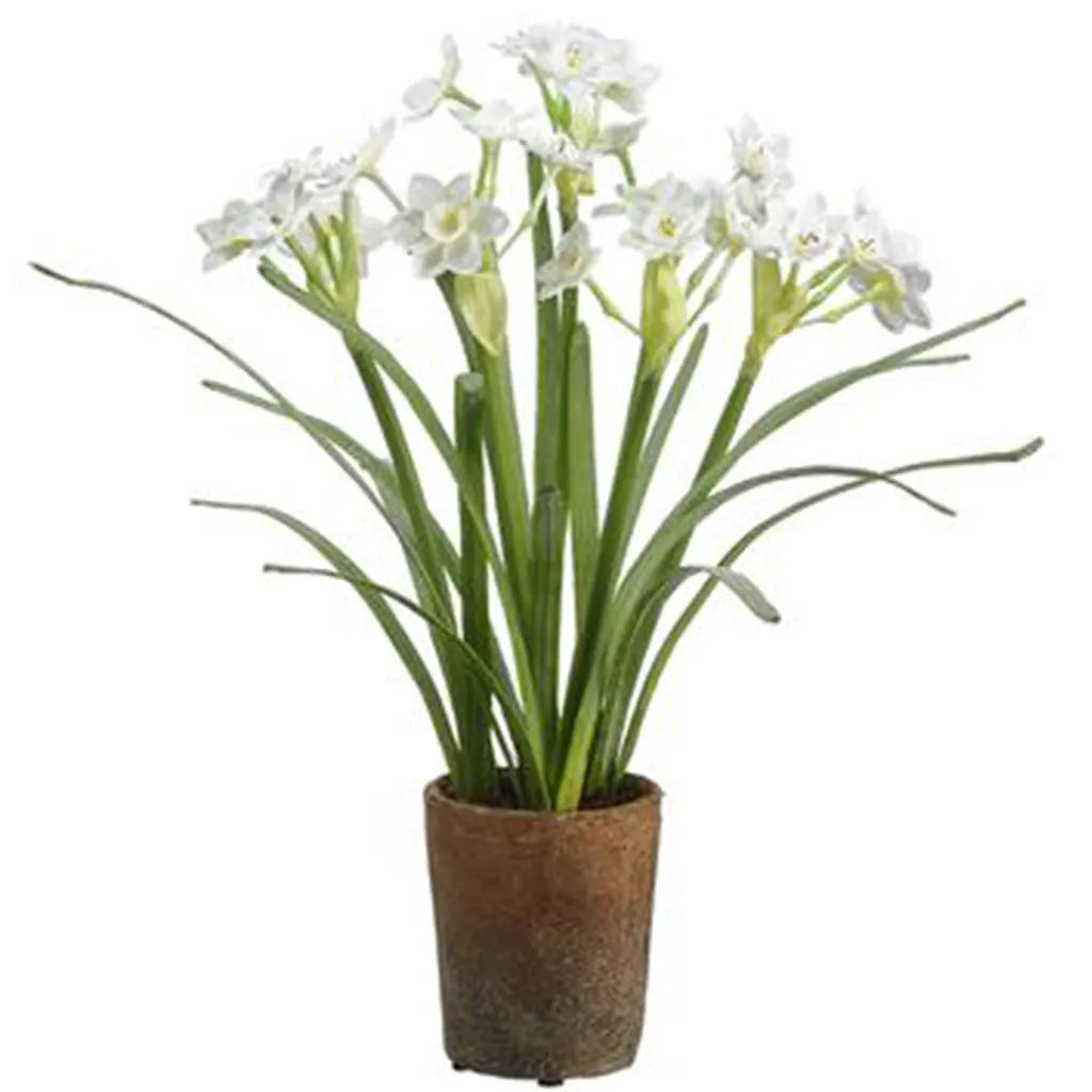 Narcissus in Cement Pot, 16in, White