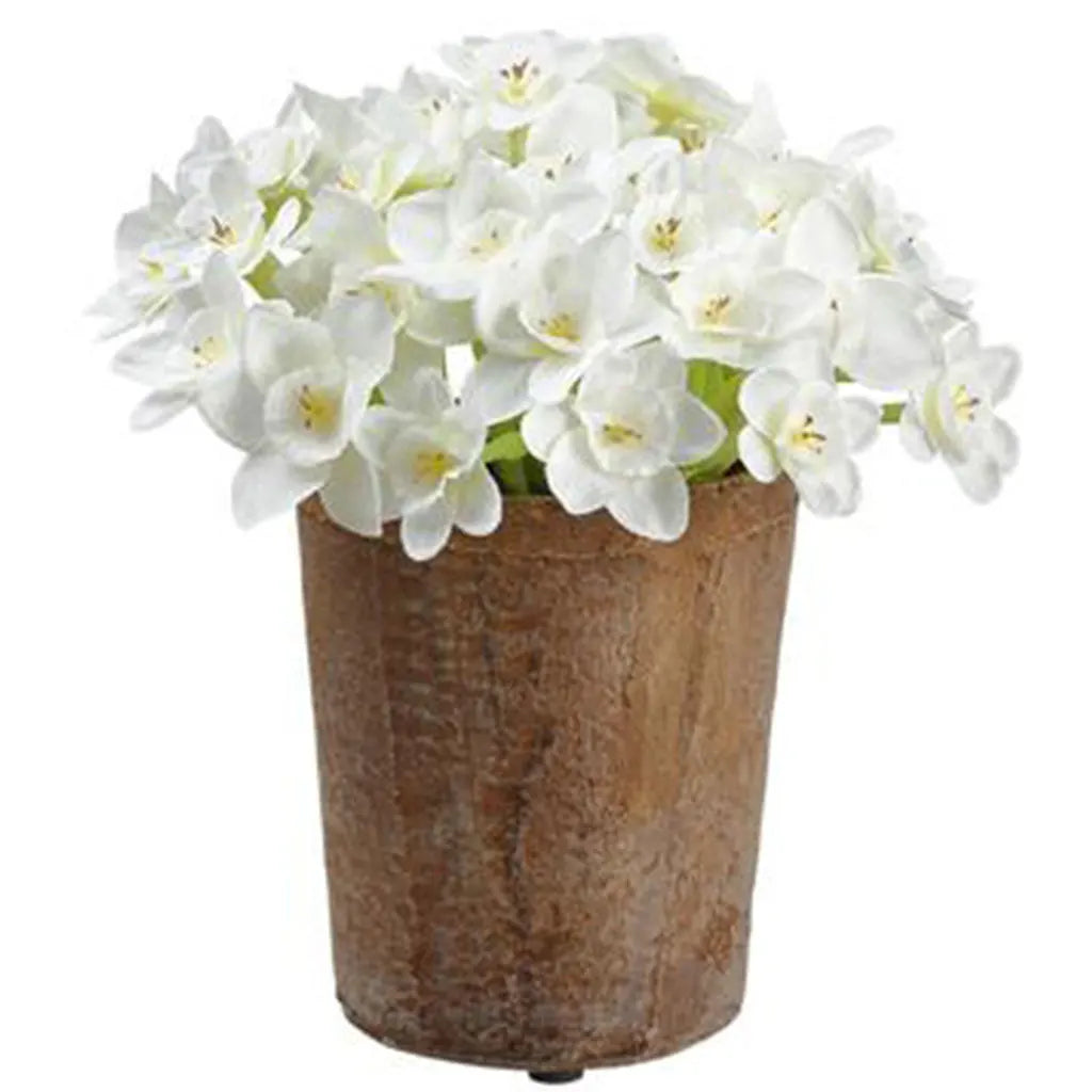 Narcissus in Mgo Planter 7in, White