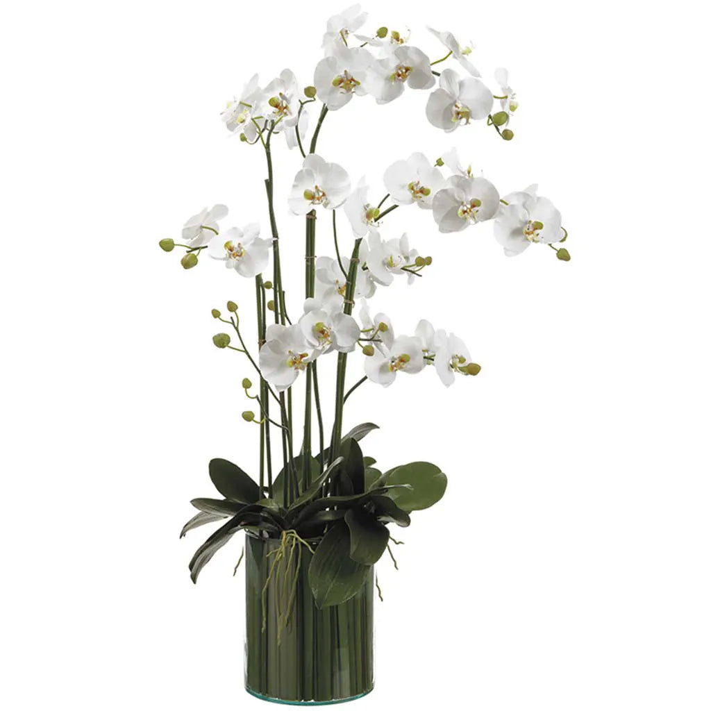 Phalaenopsis Orchids in Soil Glass Vase 44in H x X21in W x X29in L, White