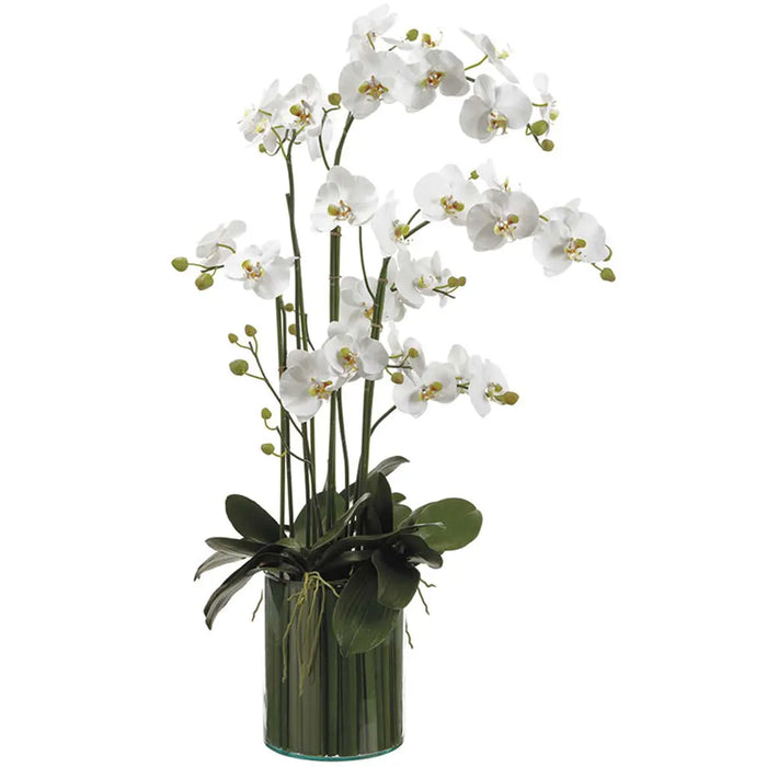 Phalaenopsis Orchids in Soil Glass Vase 44in H x X21in W x X29in L, White