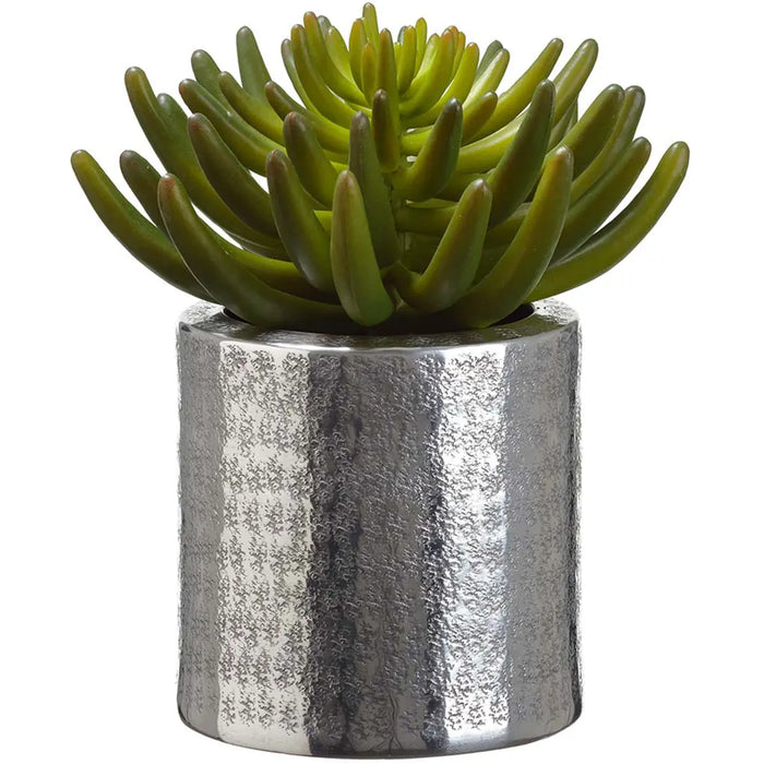 Aeonium in Aluminum Pot Green 9in H x 7in W x 7.5in L
