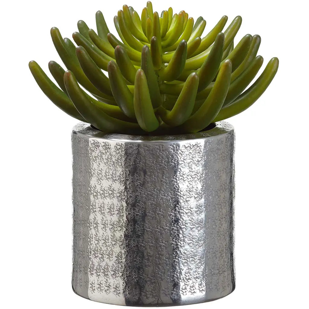 Aeonium in Aluminum Pot Green 9in H x 7in W x 7.5in L