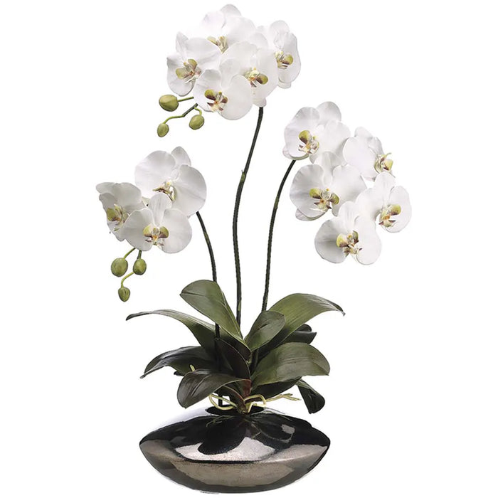 Phalaenopsis Orchid Plant in Pot, 31in, White, Green