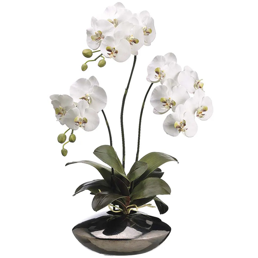 Phalaenopsis Orchid Plant in Pot, 31in, White, Green
