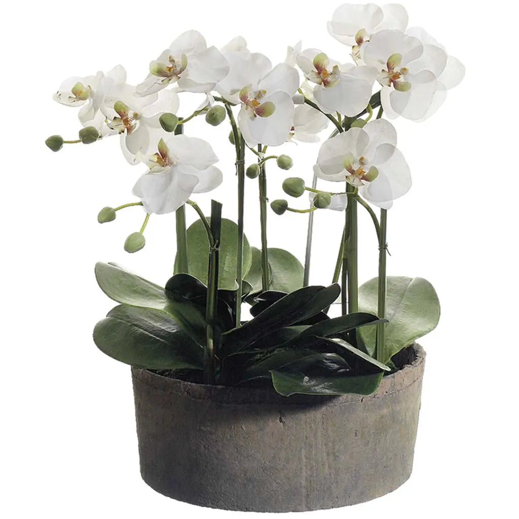 Phalaenopsis Orchid Plant in Clay Pot, 19in, Cream, Green