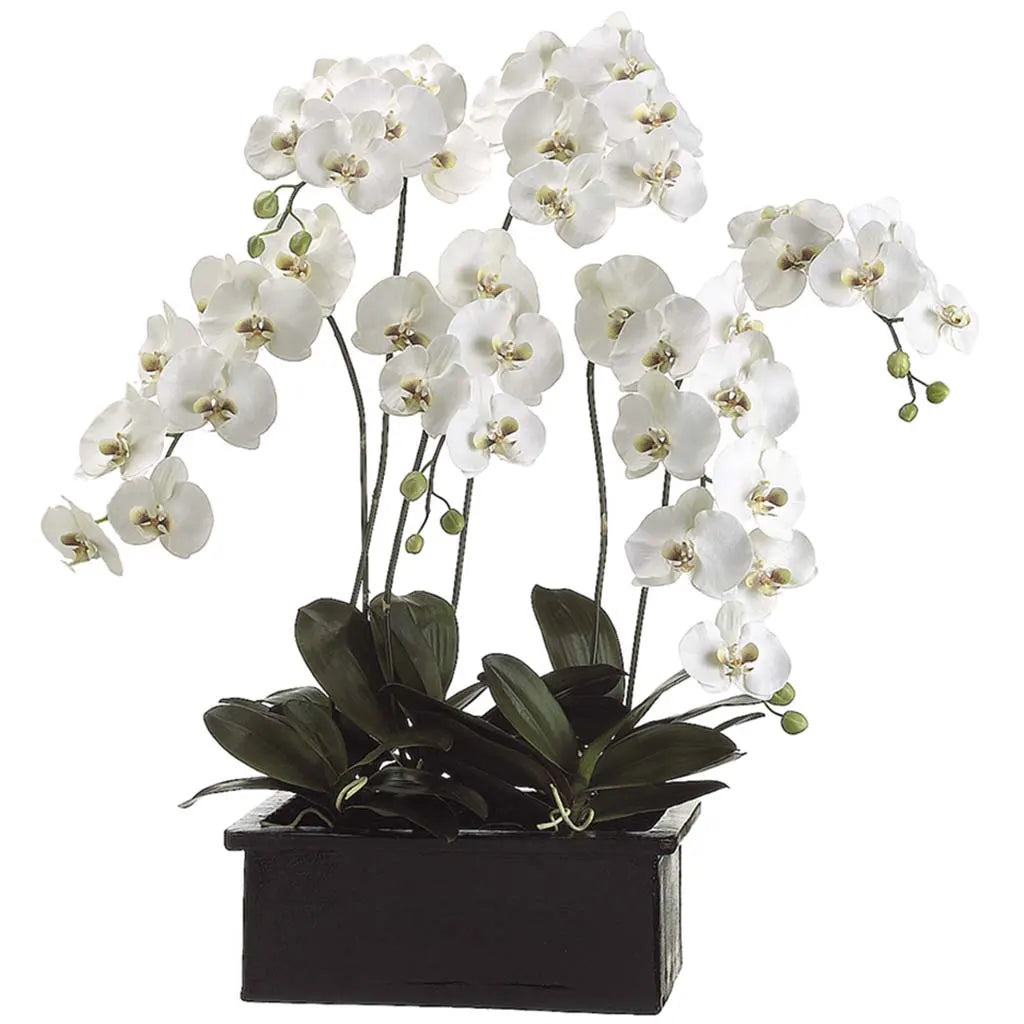 Phalaenopsis Orchid Plant in Terra Cotta Pot, 42in, White, Green