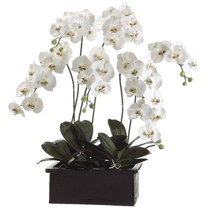 Phalaenopsis Orchid Plant in Terra Cotta Pot, 42in, White, Green