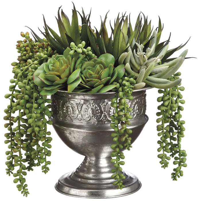 Echeveria / Agave / Pearl in Tin Urn 12in, Green