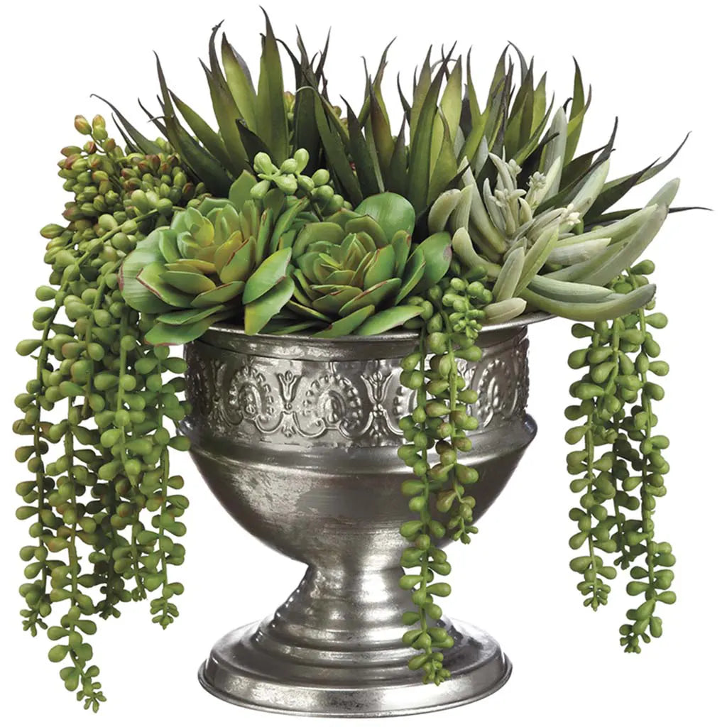 Echeveria / Agave / Pearl in Tin Urn 12in, Green