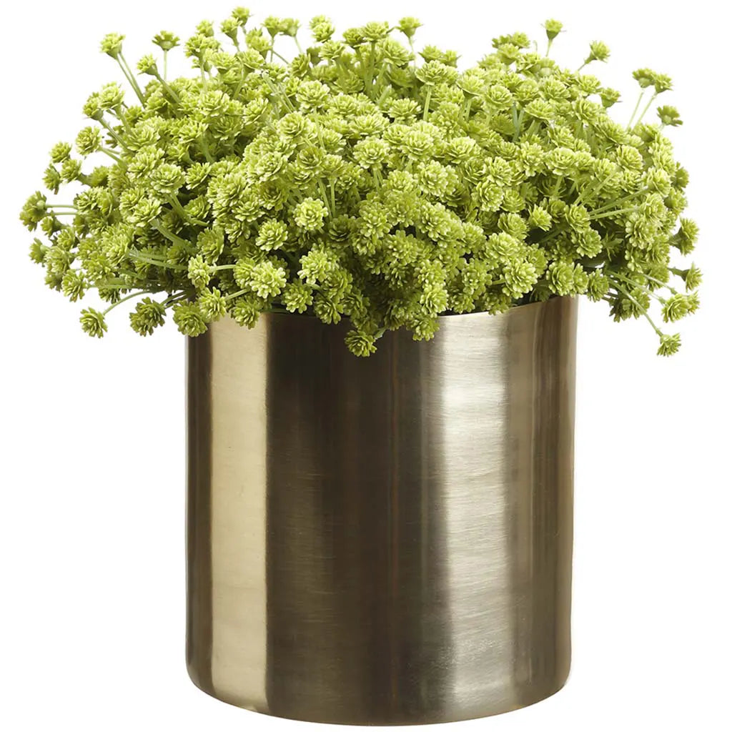 Baby's Breath in 5in H x5in D Cylinder Vase, 8in H x 8in W x 8in L, Green