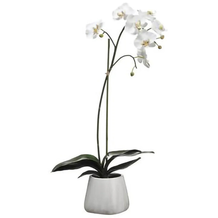 Phalaenopsis Orchid Plant in Terra Cotta Pot 30in, White