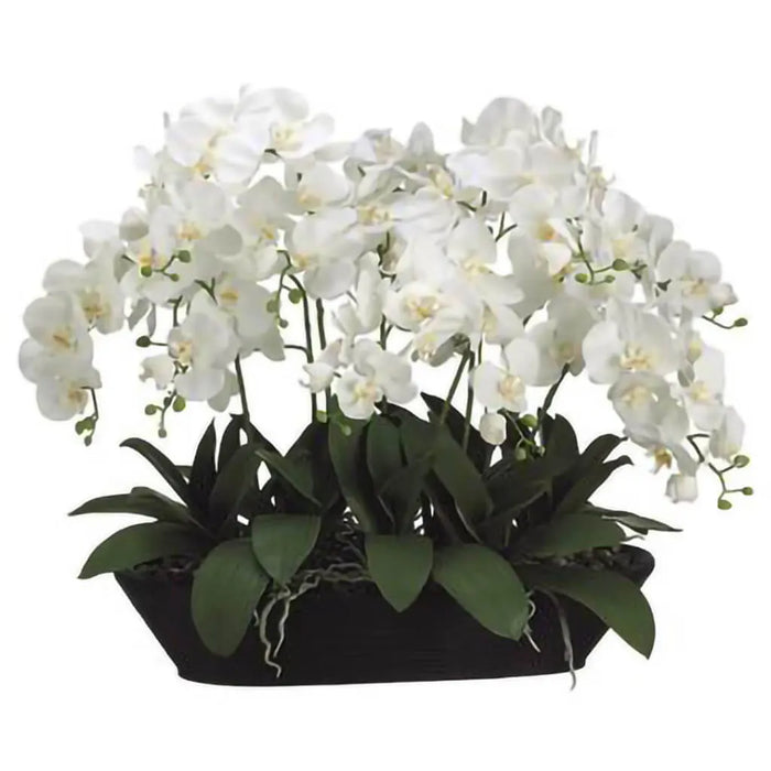 Phalaenopsis Orchid Plant in Oval Container, 27in H x 20in W x 30in L, Cream